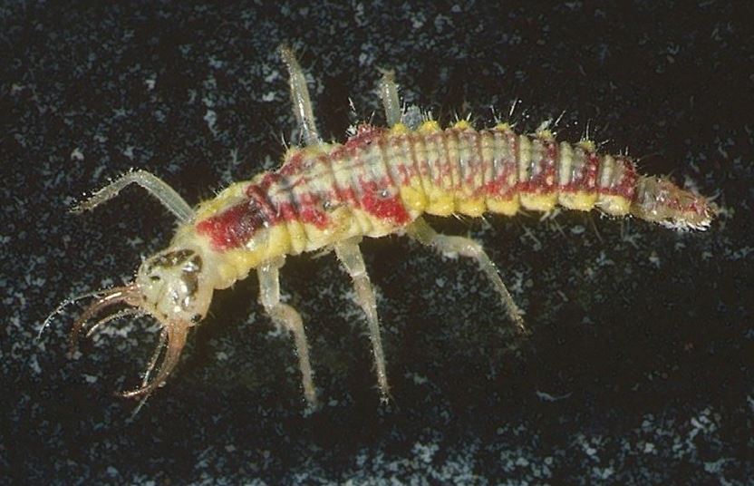 Chrysopid larva Credit Roger Key