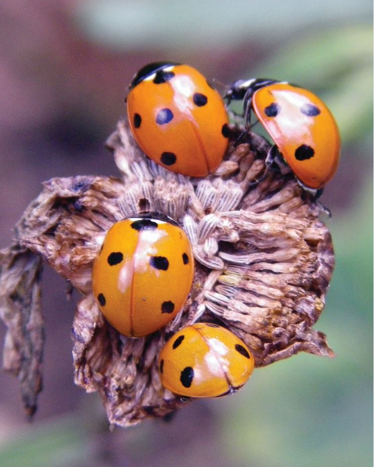 Cluster of Coccinella septempunctatus 7-spot ladybirds Credit Peter Barnard