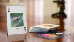 Pack of insect playing cards on a polished wood table