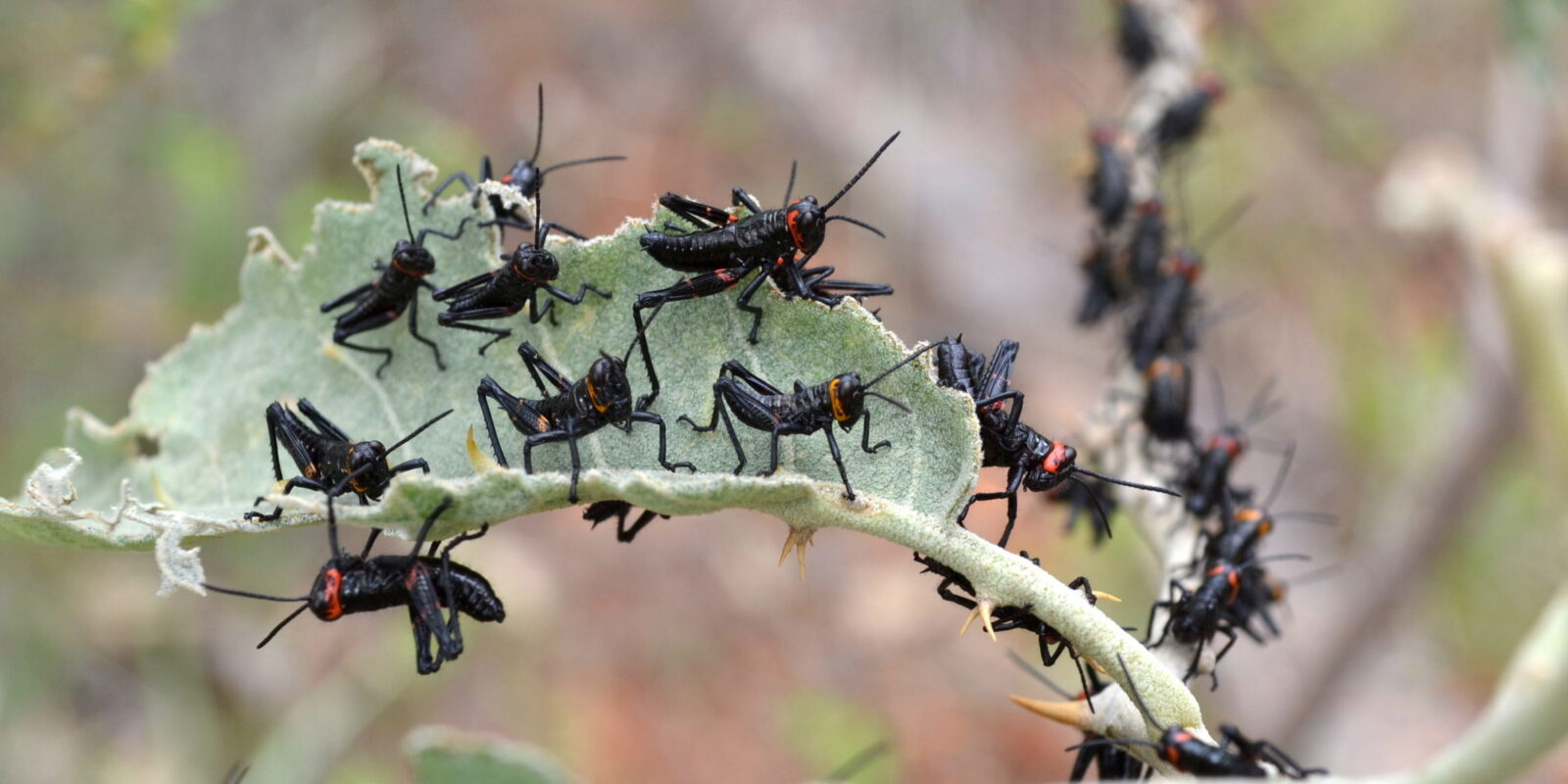 Troops on the move Credit Milton Barbosa