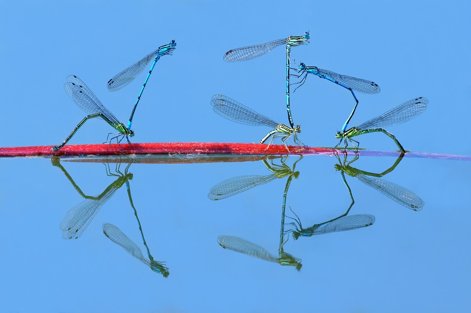 Damselflies mating by Petar Sabol - Insect Week Photography Competition