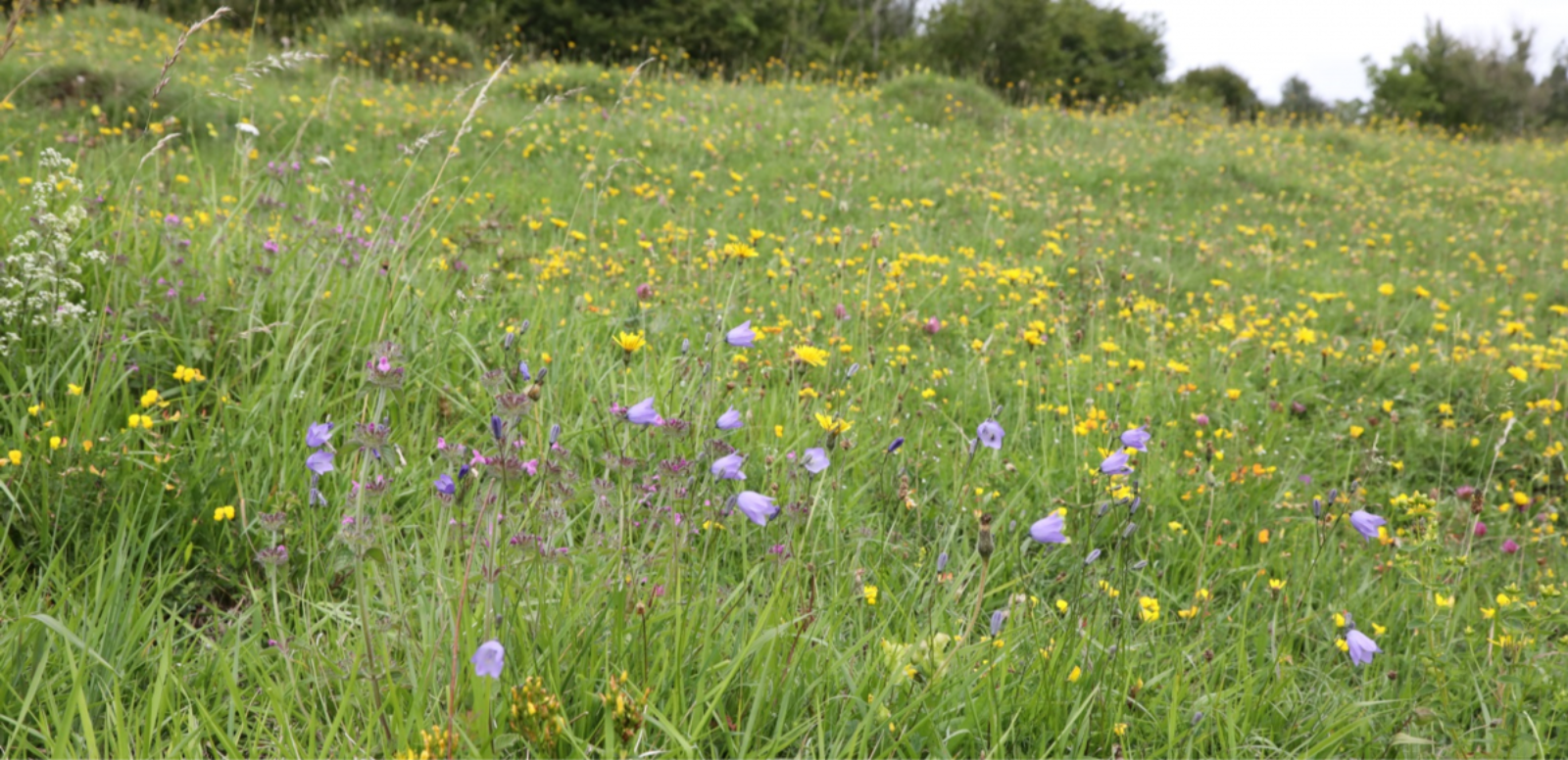 Wildflowers at Daneway Banks nature reserve in July 2020 Credit Jeremy Thomas
