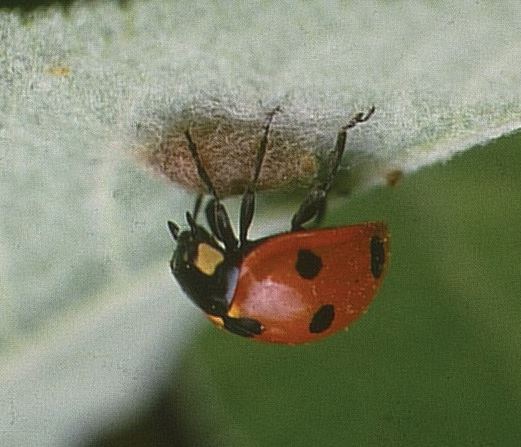 Dinocampus coccinellae ex 7-spot ladybird Credit Roger Key