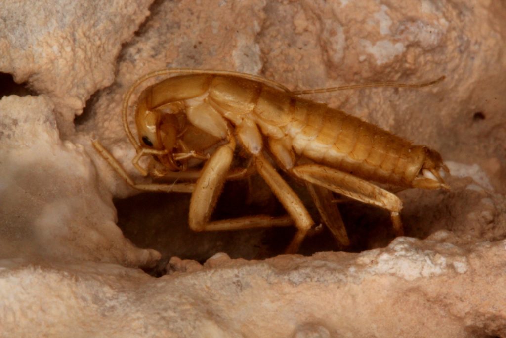 Grylloblattid Credit: Oregon Caves