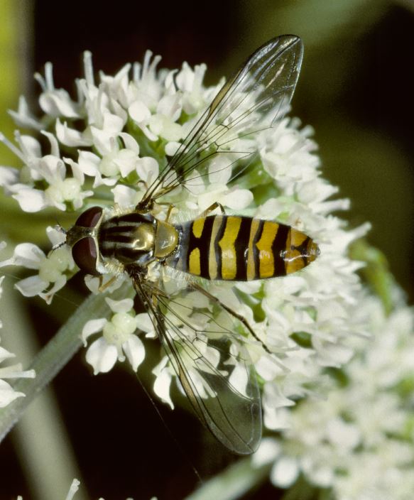 Female Episyrphus balteatus Credit Robin Williams