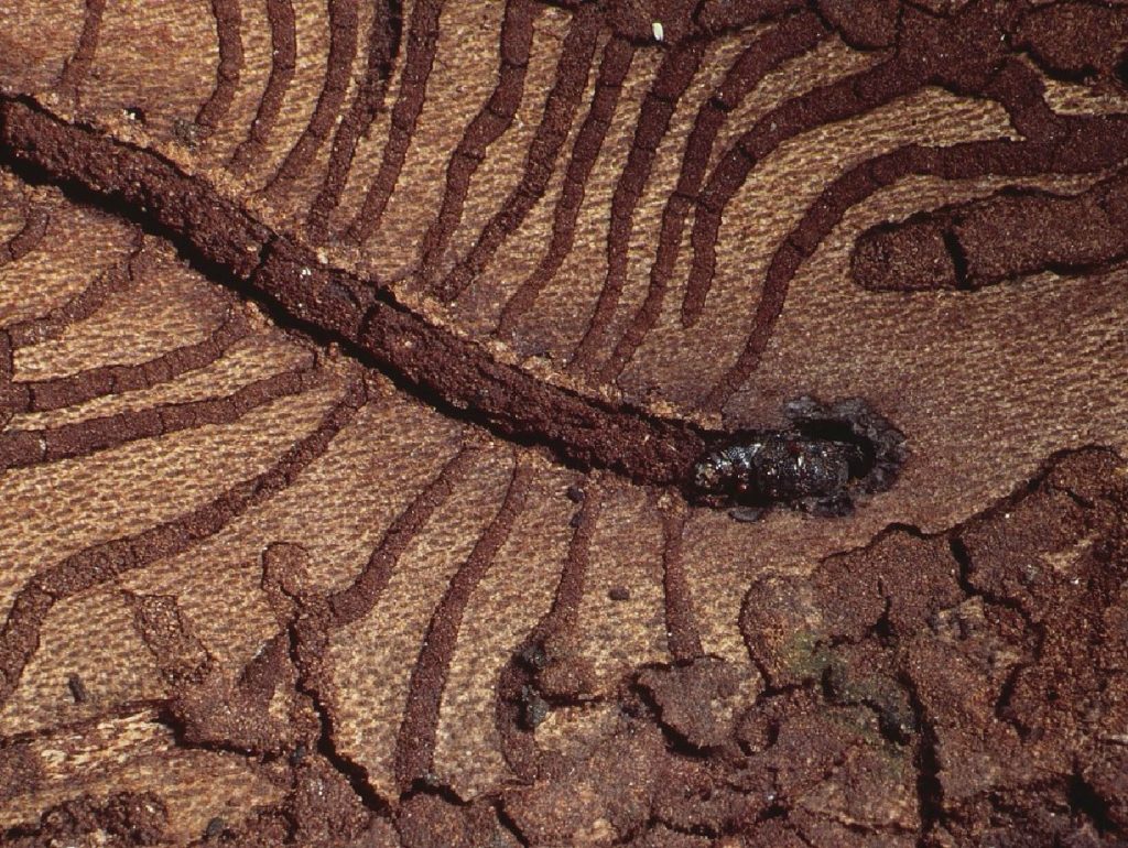 Galleries of Scolytus multistriatus Credit Roger Key