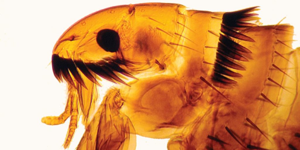 Head of Ctenocephalides felis felis Cat flea Credit Peter Barnard