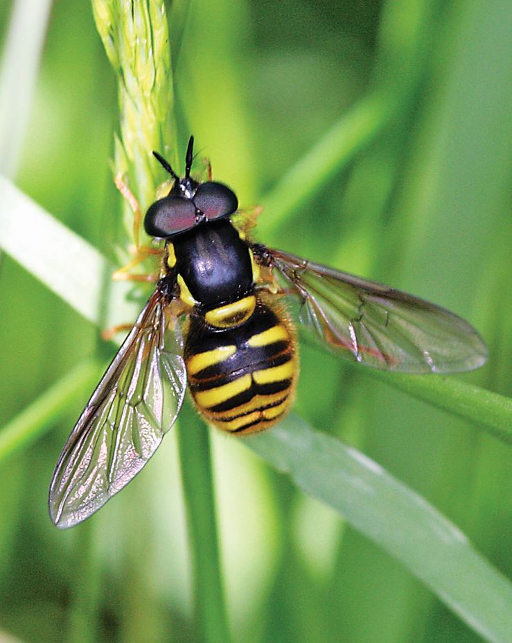 Hoverfly venation Credit Colin Rew