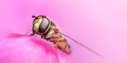 Hoverfly on a pink flower Credit Jamie Spensley