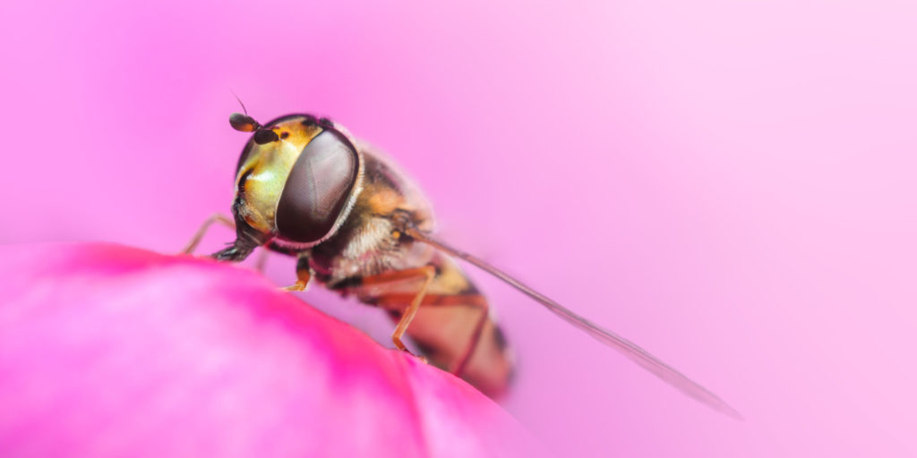 Hoverfly on a pink flower Credit Jamie Spensley
