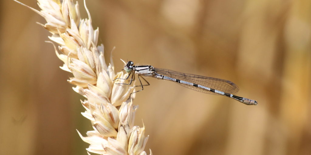 Azure Damselfly on an ear of wheat Credit Caroline McHardy