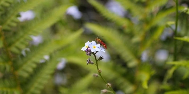 Mint moth Credit Fabian Harrison