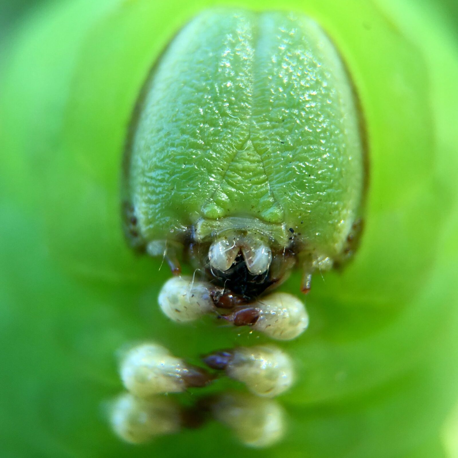 Privet Hawkmoth caterpillar Credit Ayla Webb