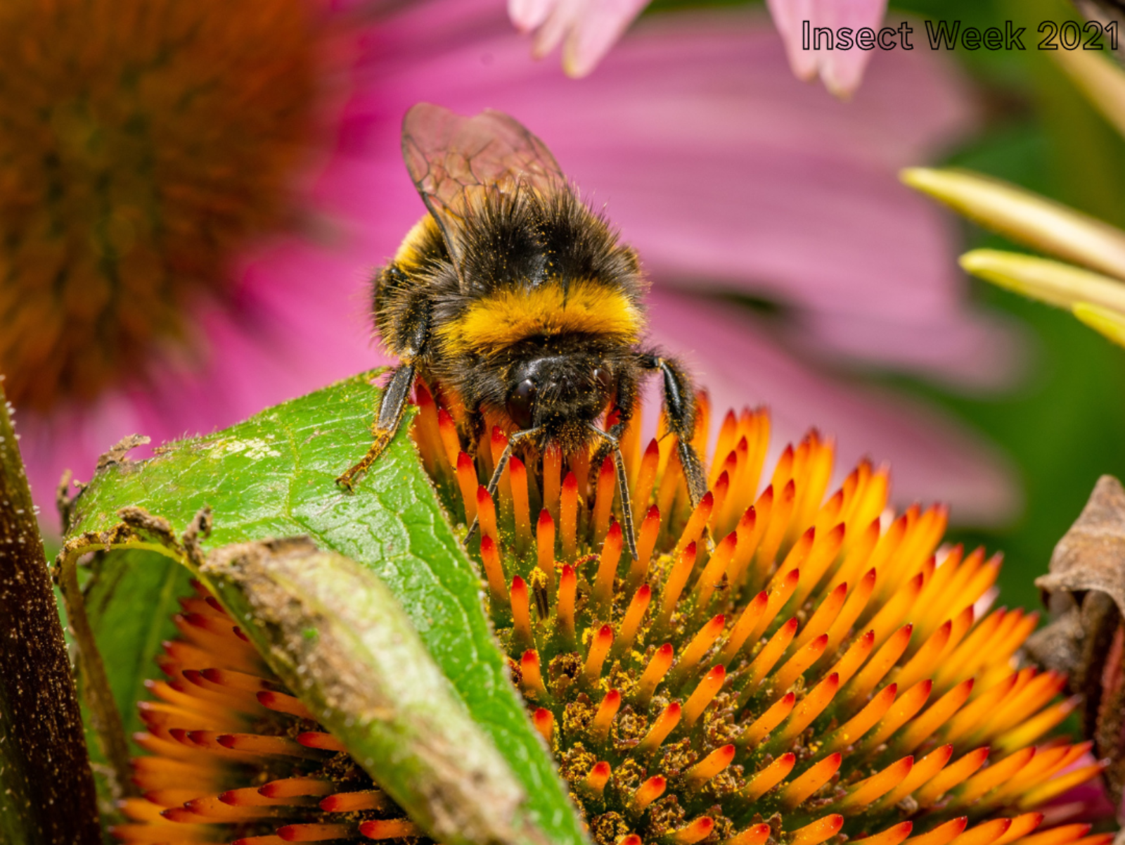 Bumblebee surrounded by flowers, photo by Jack Gardiner (Insect Week Under 18 competition 2021)