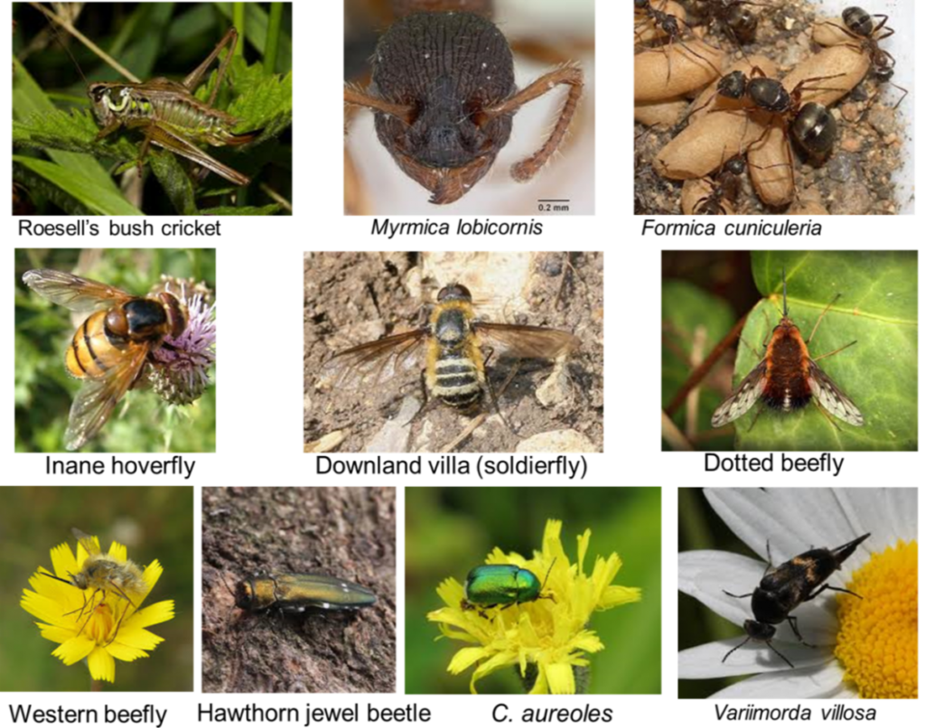 Some of the rarer insect species on Daneway Banks