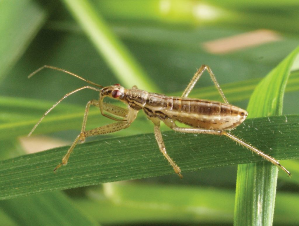 Juvenile Nabidae Credit Roger Key