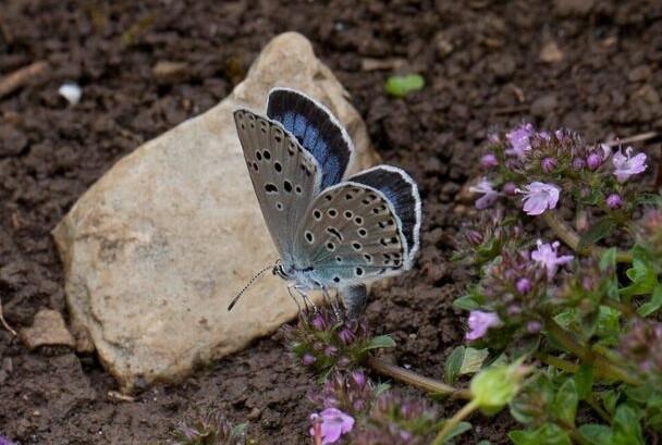 Adult Large Blue butterfly laying eggs on the flowerbuds of wild thyme. Image: David Simcox