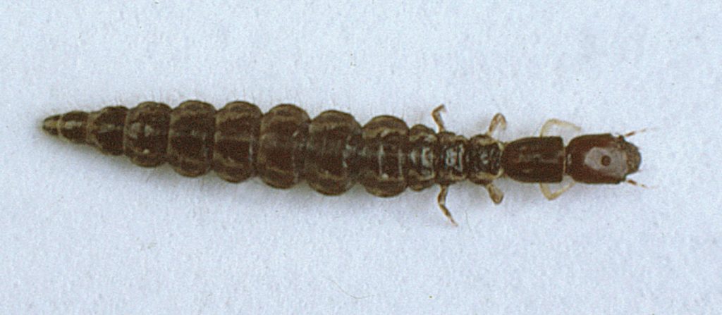 Larva of raphidiid Credit Peter Barnard