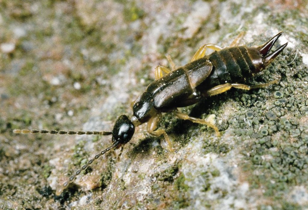 Lesser earwig Labia minor Credit Robin Williams