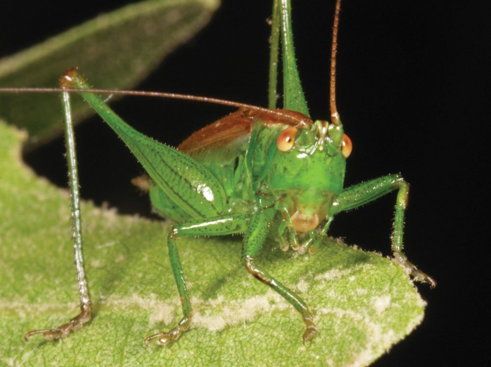 Long-winged conehead Conocephalus discolor Credit Roger Key