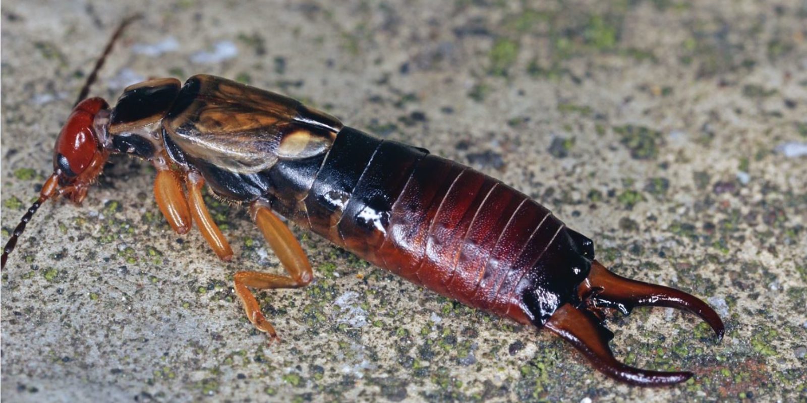 Male Forficula auricularia Credit Colin Rew