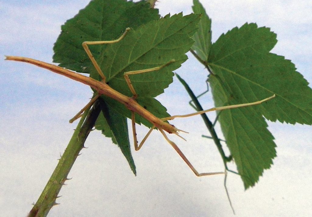 Mediterranean stick-insect Bacillus rossius Credit Peter Barnard