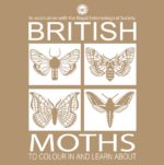 Cover of British Moths colouring book