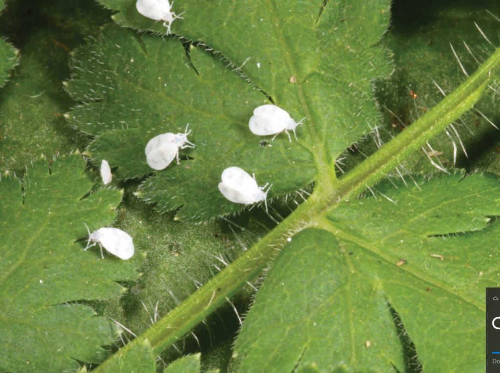 Outdoor whitefly Credit Roger Key