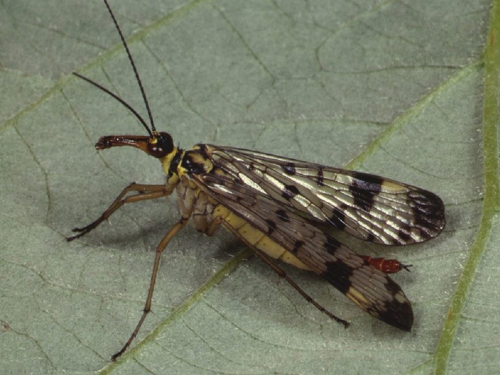 Panorpa communis female Credit Roger Key