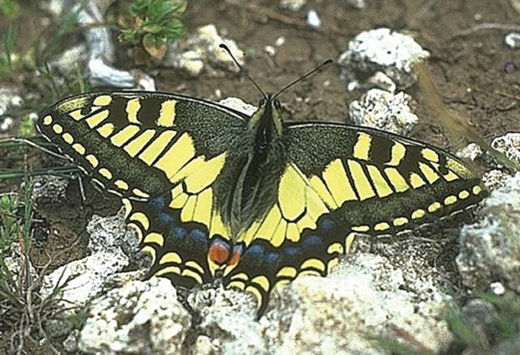 Papilio machaon Swallowtail butterfly Credit Roger Key