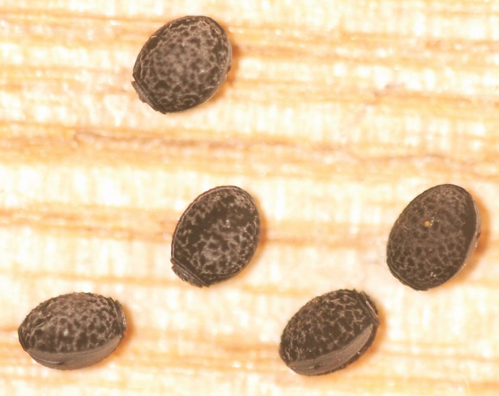 Phasmid eggs Credit Peter Barnard