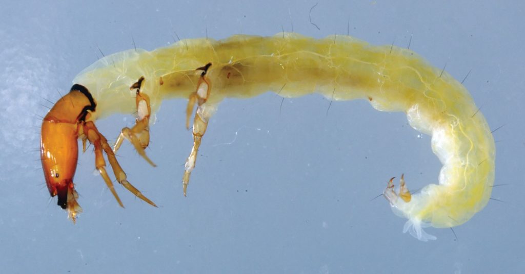 Philoptamus montanus larva Credit Stuart Crofts
