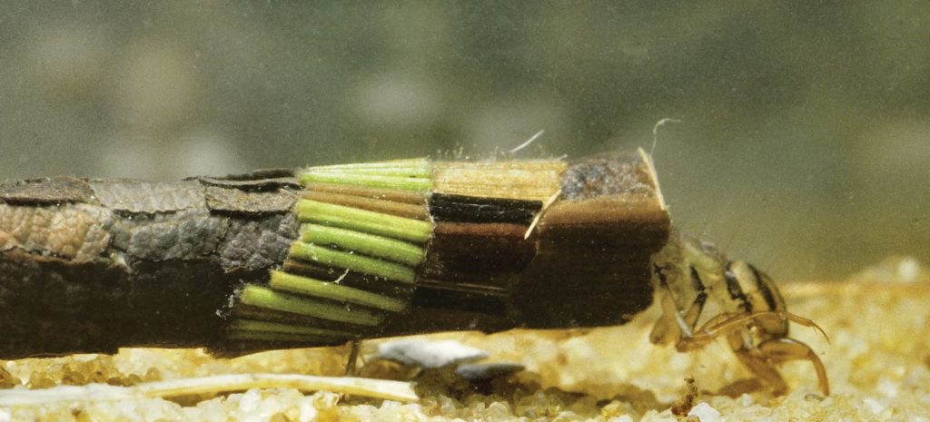 Phryganeid larva and case Credit Robin Williams