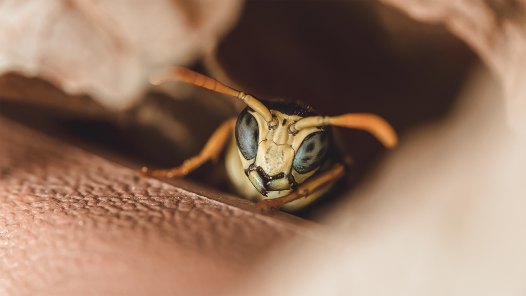 Polistes dominula European paper wasp Credit Pascal Grüner