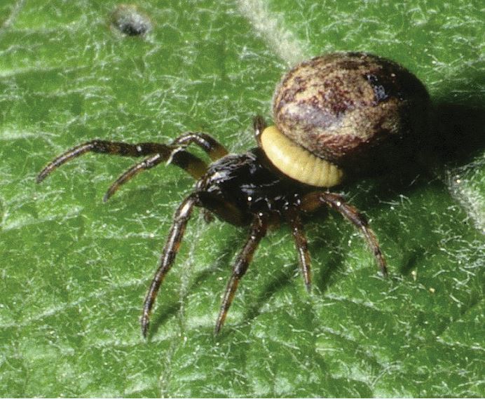 Polysphinctine larvae on spider Credit Roger Key