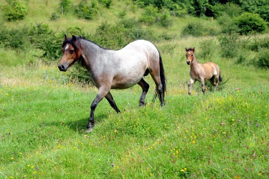 Welsh Mountain ponies (and Norfolk Horn Sheep) from the Butts Ram Rare Breeds Centre graze Daneway Banks from autumn to early spring. Image: Jeremy Thomas