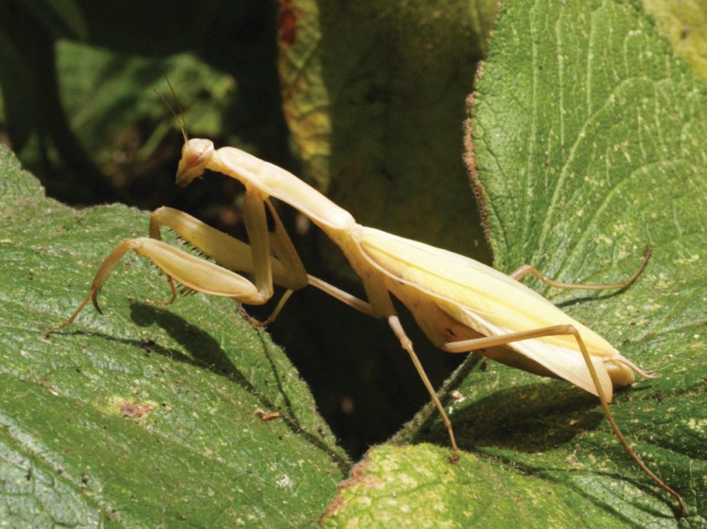 Praying mantis Mantis religiosa Credit Roger Key