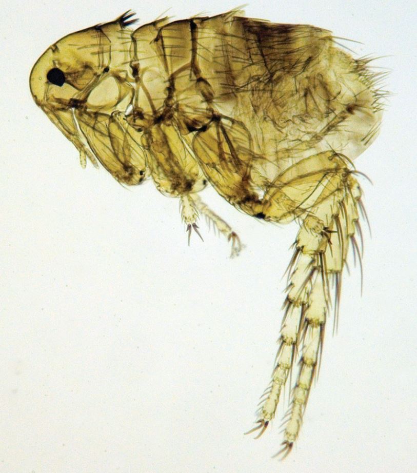 Prepared specimen of Achaeopsylla erinacei Hedgehog flea Credit Peter Barnard