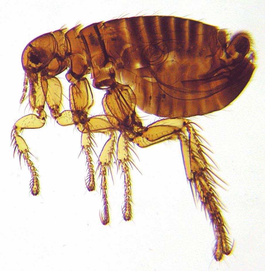 Prepared specimen of Pulex irritans Human flea Credit Peter Barnard