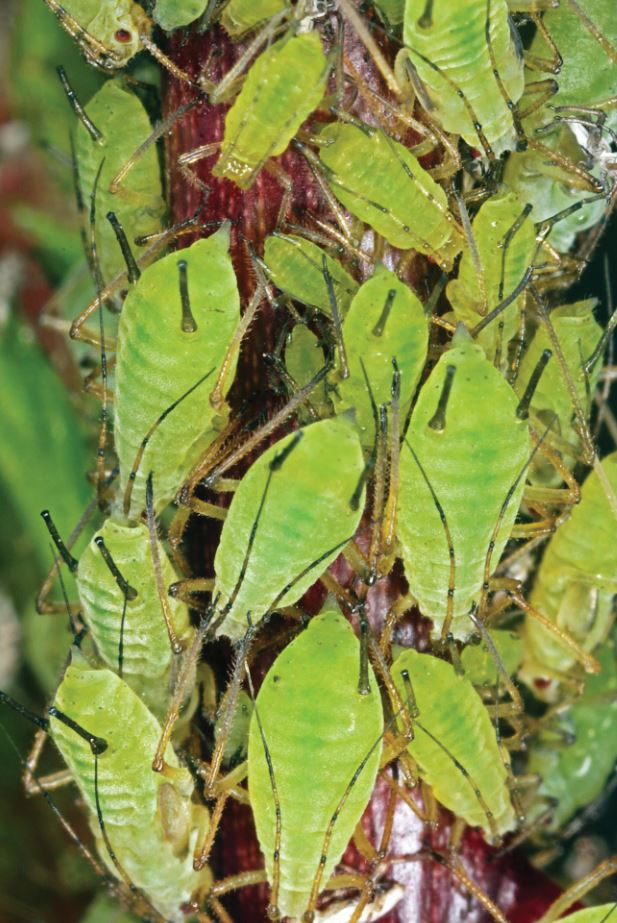 Prominent cornicles (siphunculi) on aphids Credit Colin Rew