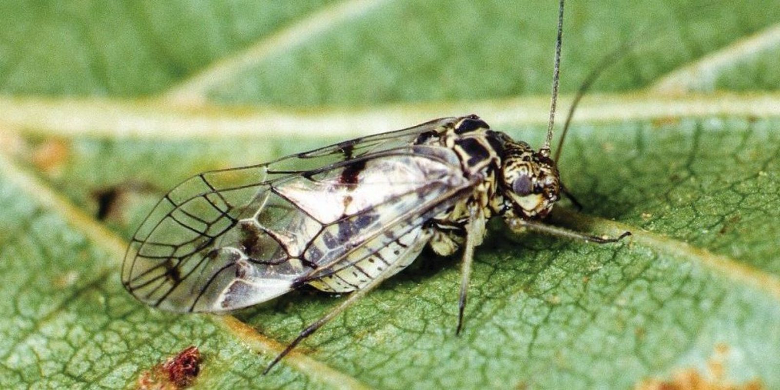 Psococeratis gibbosa the large British species Credit Roger Key