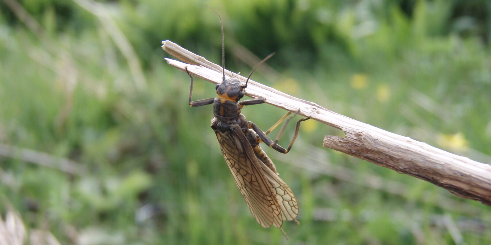 Stonefly, River Annan, Dumfries & Galloway Credit Tim Jacklin