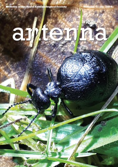 Cover of Antenna 43 (2) 2019