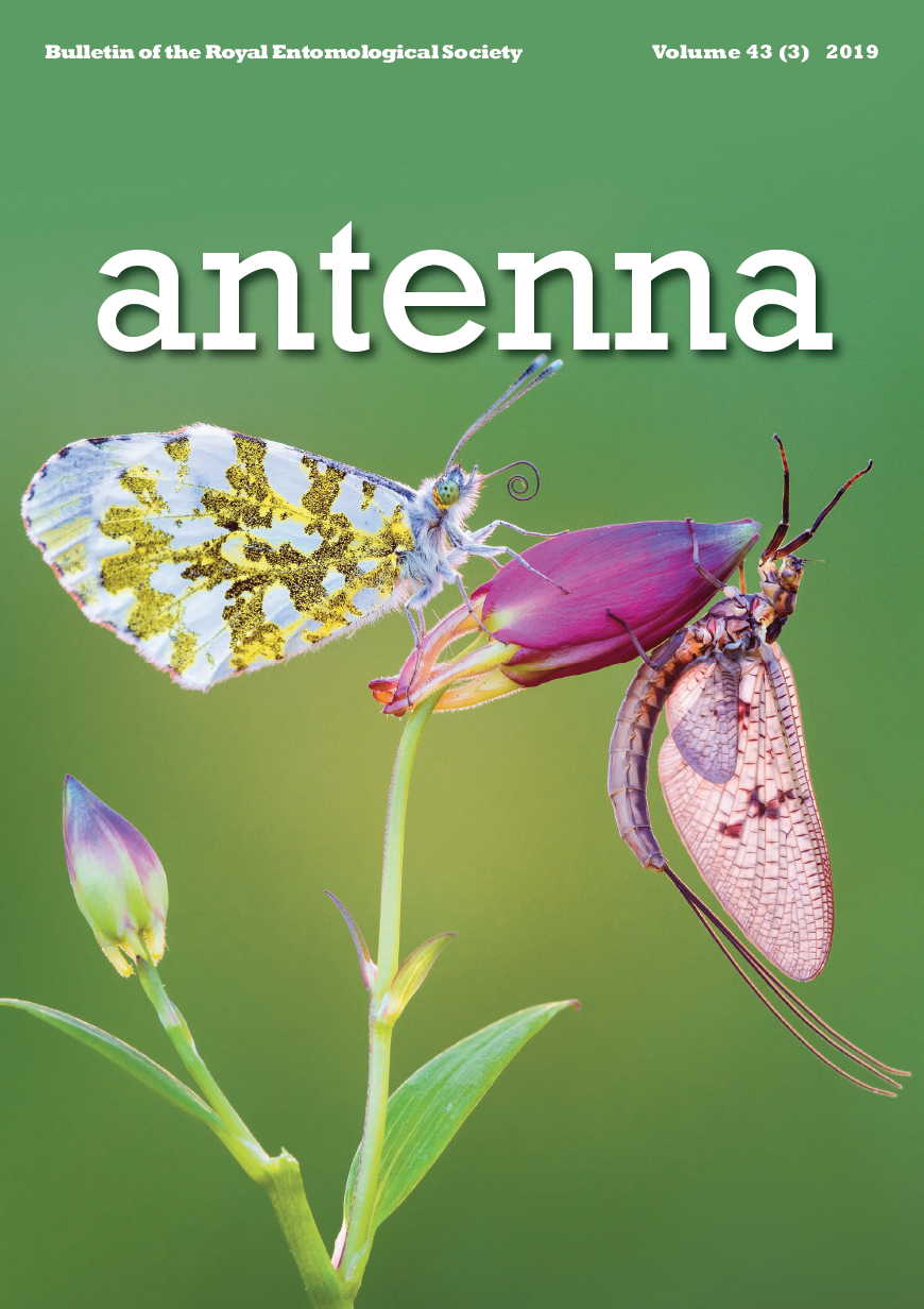 Cover of Antenna 43 (3) 2019