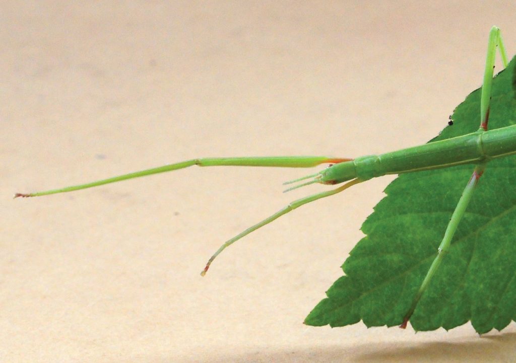 Shortened front leg of stick-insect showing regeneration after loss Bacillus sp Credit Peter Barnard