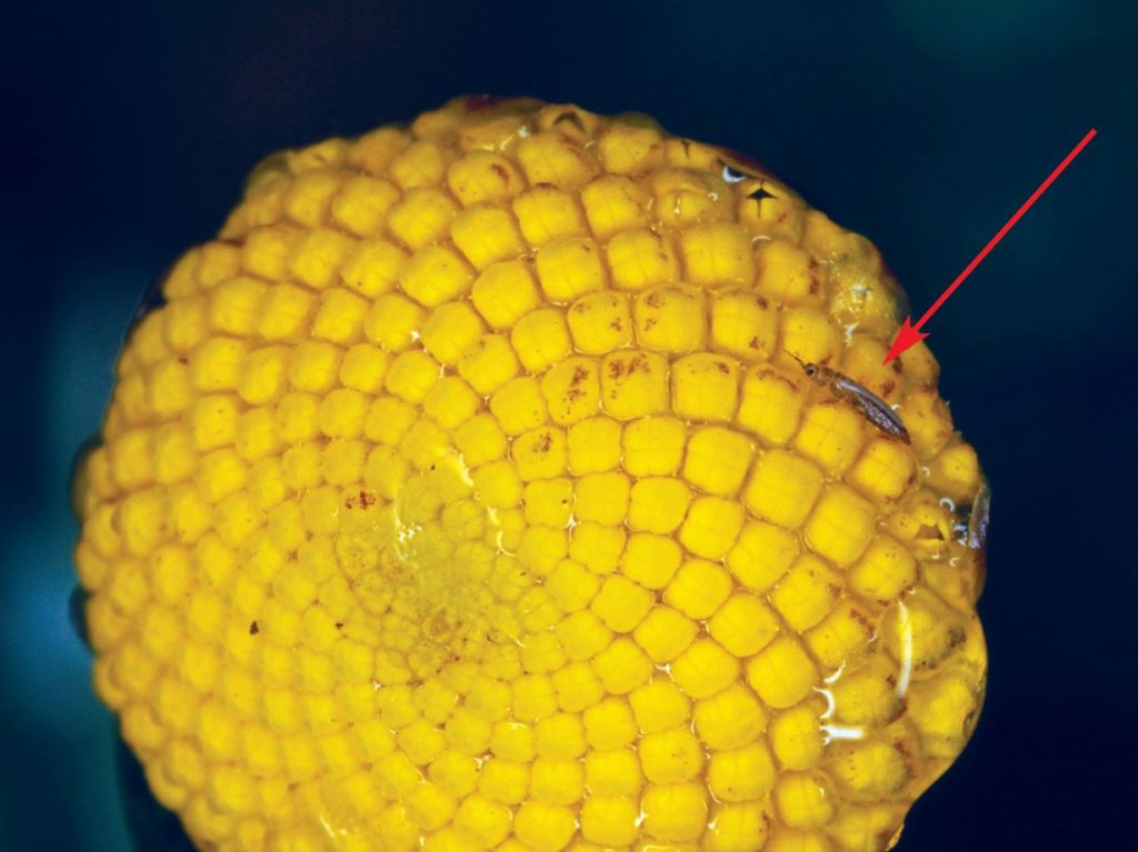 Small size of a typical thrips on a flower-head Credit Colin Rew