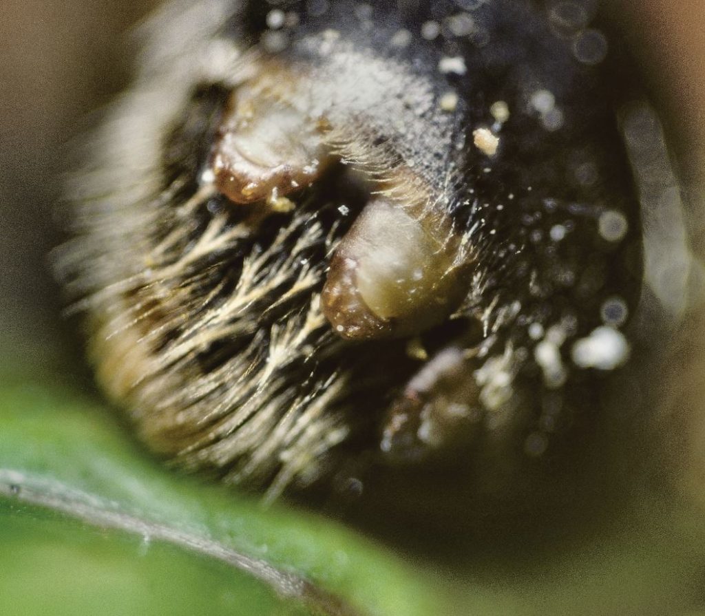 Stepsipteran parasites protuding from abdomen of Andrena similis Credit Robin Williams