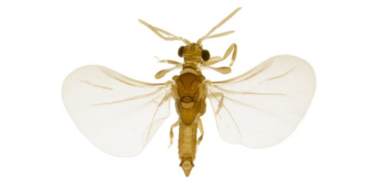 Strepsiptera Credit Hallvard Elven Artsdatabanken