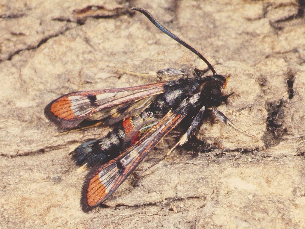 Synanthedon formicaeformis Red-tipped clearwing moth Credit Roger Key