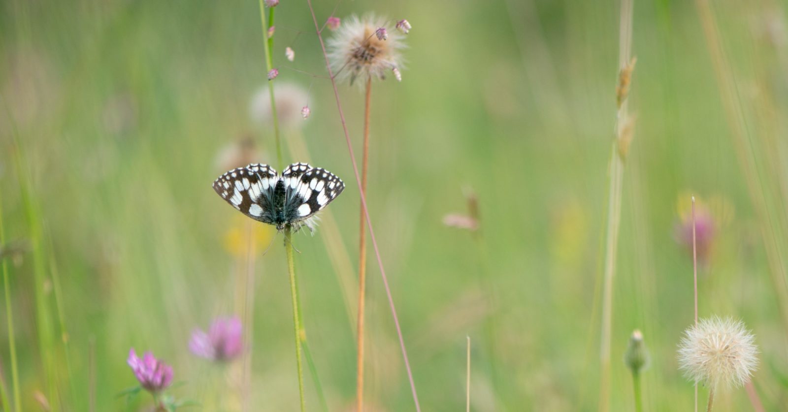 Marbled white butterfly in meadow at Daneway Banks Credit Tim Cockerill